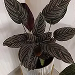 Bella Vista Lejlighed *