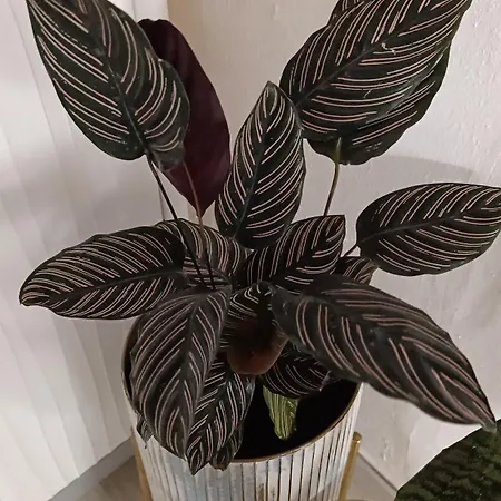 Bella Vista Appartement *