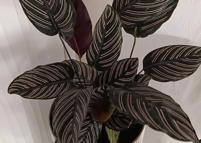 Bella Vista Apartment *